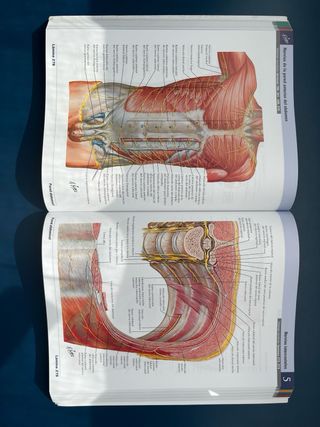Netter. Atlas de anatomía humana. Abordaje regi...