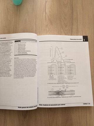Netter. Cuaderno de neurociencia para colorear