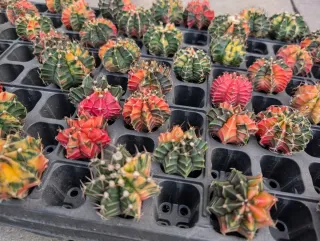 Gimnocalycium mihanovicii