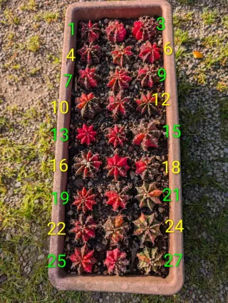 Gimnocalycium mihanovicii