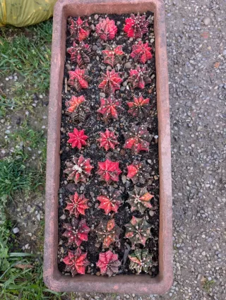Gimnocalycium mihanovicii
