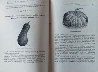 Huerta. Semillas. Huertos. Plantación