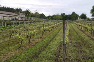 Desbroce de fincas por material