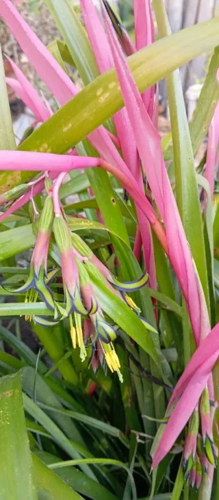 Pendientes de la reina - Planta