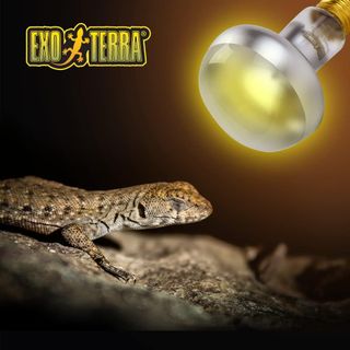 Exo Terra Lámpara Intense Basking Spot, 50 W