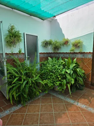 Plantas de interior y exterior desde 3 euros