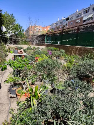 Bonsái Olivo, precio a negociar.