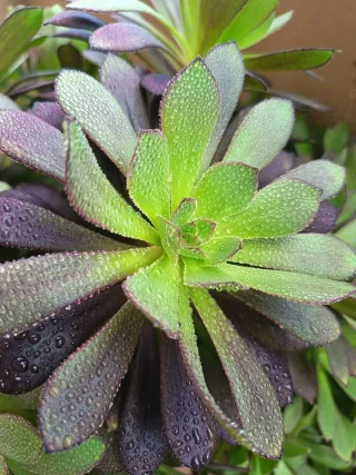 Talee di Aeonium arboreum