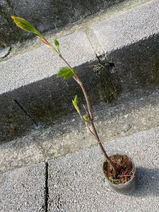 3 Plantones pa prebonsai