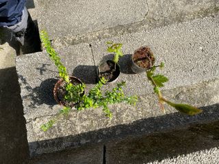 3 Plantones pa prebonsai