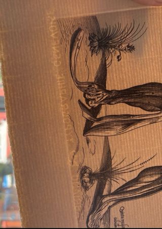 Grabado antiguo anatomía Andreae Vesarii