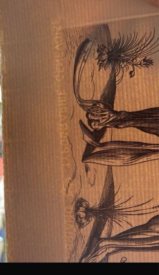 Grabado antiguo anatomía Andreae Vesarii