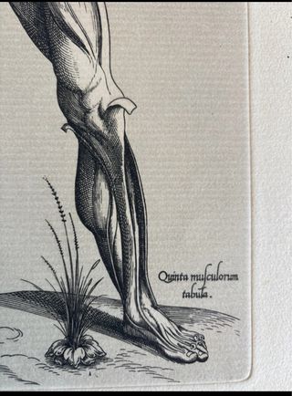 Grabado antiguo anatomía Andreae Vesarii