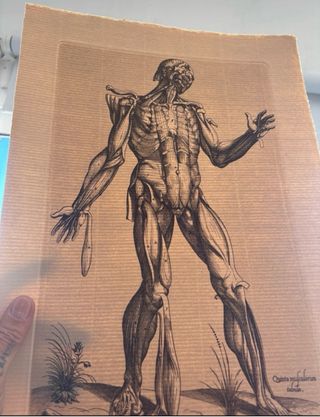 Grabado antiguo anatomía Andreae Vesarii