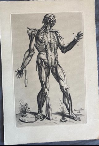 Grabado antiguo anatomía Andreae Vesarii