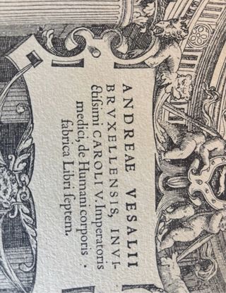 Grabado antiguo anatomía Andreae Vesarii