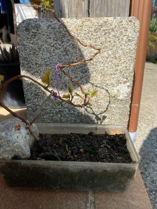 Plantón parra para prebonsai