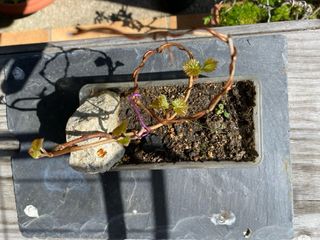 Plantón parra para prebonsai