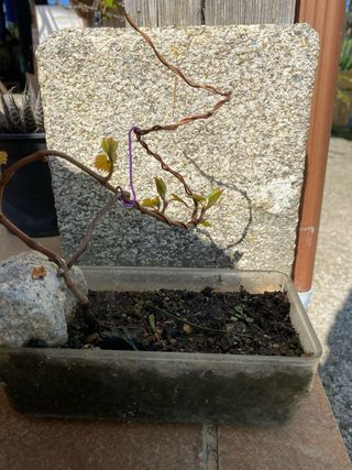 Plantón parra para prebonsai