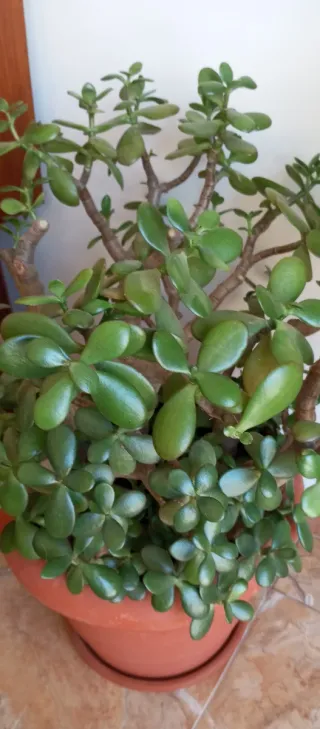 Esquejes Jade suculenta
