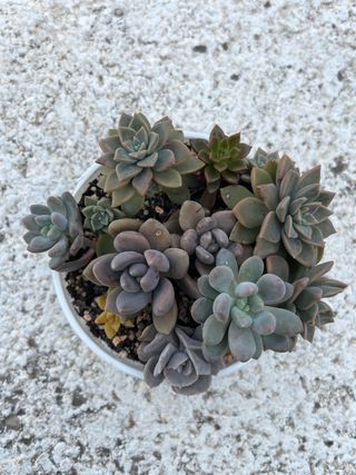 Suculentas para centro de mesa planta