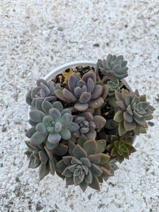 Suculentas para centro de mesa planta