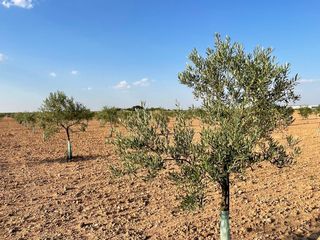 Casa con piscina y olivos superintensivos