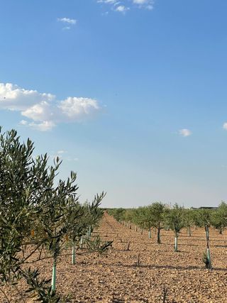 Casa con piscina y olivos superintensivos