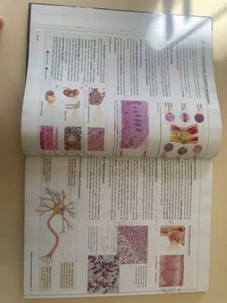 ANATOMIA APLICADA Vicens Vives