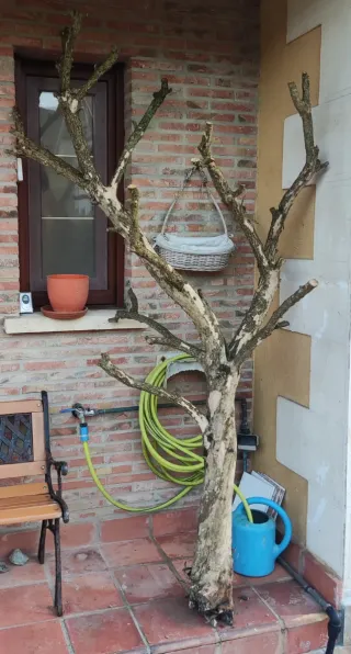 Árbol para loros/pájaros