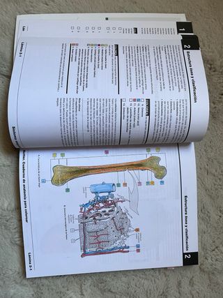 Netter Cuaderno de anatomía para colorear (2ª ed.)