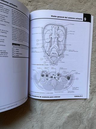 Netter Cuaderno de anatomía para colorear (2ª ed.)
