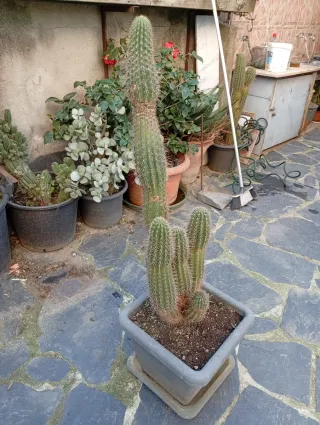 Cactus grandes en maceta