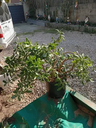 Planta de Jade en maceta