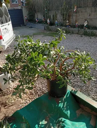 Planta de Jade en maceta