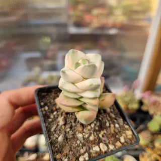 Crassula moonglow variegata