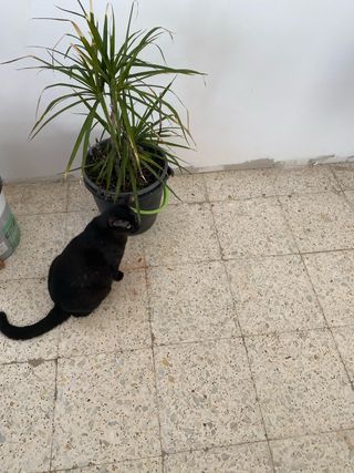 Planta de interior Yuca