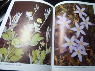 Fitoterapia Aplicada - 1ª Edición-1441 AL 1995