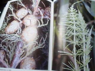 Fitoterapia Aplicada - 1ª Edición-1441 AL 1995