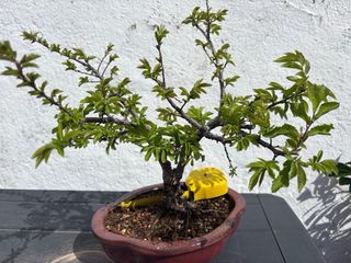 Bonsai Olmo Nire