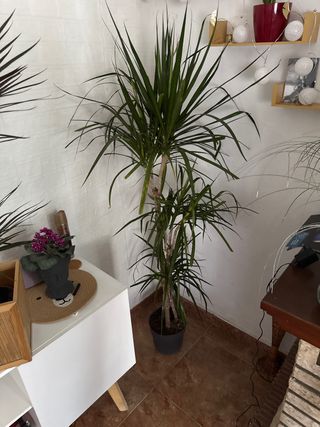 Dracaena marginata planta alta