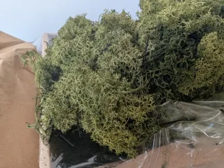 Musgo Reno Seco Decoración Floral