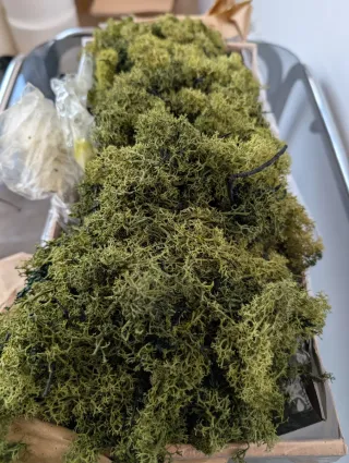 Musgo Reno Seco Decoración Floral