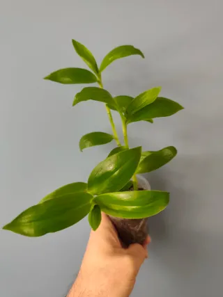 Esqueje Tradescantia fluminensis giant