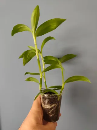 Esqueje Tradescantia fluminensis giant