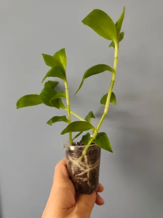 Esqueje Tradescantia fluminensis giant