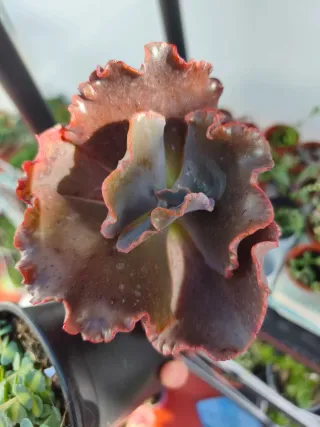 Echeveria gibbiflora