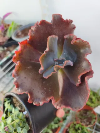 Echeveria gibbiflora