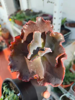 Echeveria gibbiflora