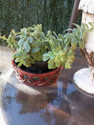 Planta Suculenta Echeverría Natural